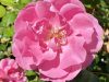 Der Rosengarten